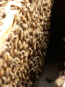 Méhpempő Centrum